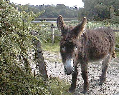 aut0856feraldonkeyonroad.jpg 43.3K