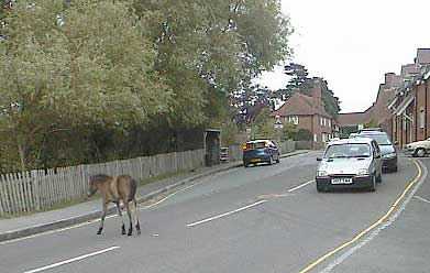 aut0864horseinroadwithcar.jpg 18.1K