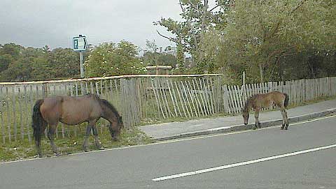 aut0866horsesfeedingonroa.jpg 25.9K