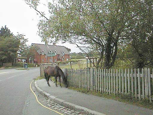 aut0868horsefeedingonside.jpg 55.7K