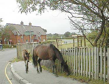 aut0869twohorsesonsidewal.jpg 31.6K