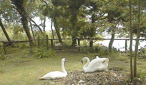 aut1028twonestingswans.jpg 43.1K