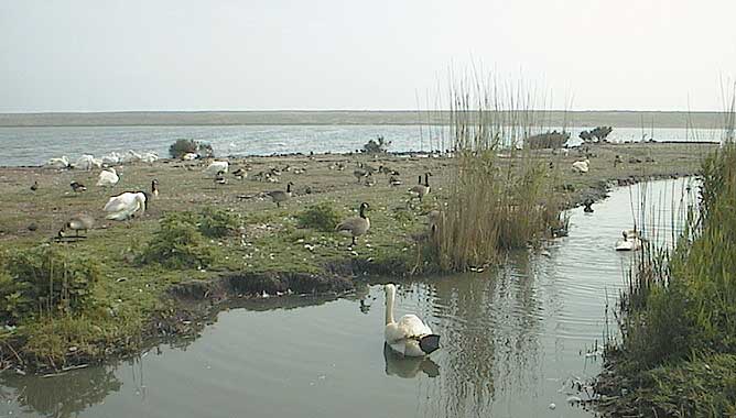 aut1032swanneryscene.jpg 40.0K