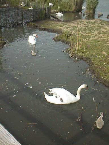 aut1036swans01.jpg 25.0K
