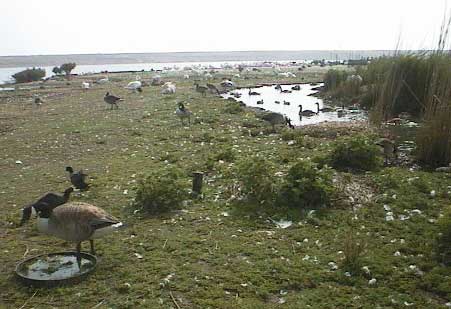 aut1039swans01.jpg 25.8K