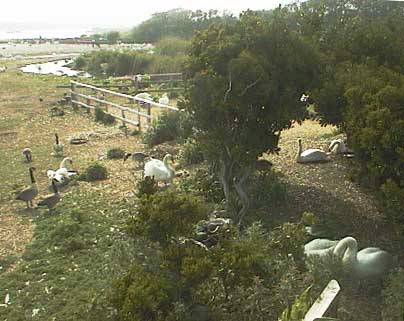 aut1043swans.jpg 24.8K