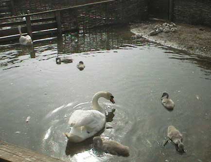 aut1047swansinpens01.jpg 18.4K