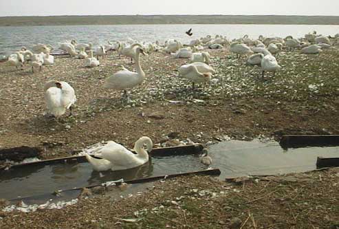 aut1048massofswansonsh01.jpg 31.8K