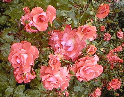 aut1104roses.jpg 40.5K