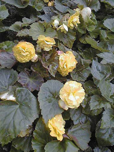 aut1106yellowrosesingarde.jpg 45.0K