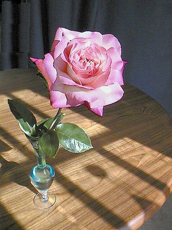 990912_chicagopeacerose2invase.jpg 51.2K