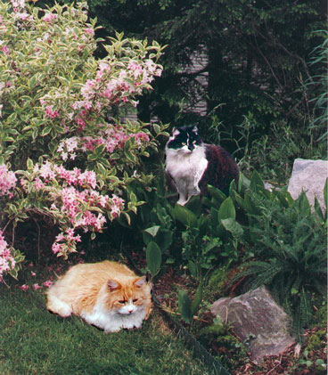 catsingarden.jpg 63.6K