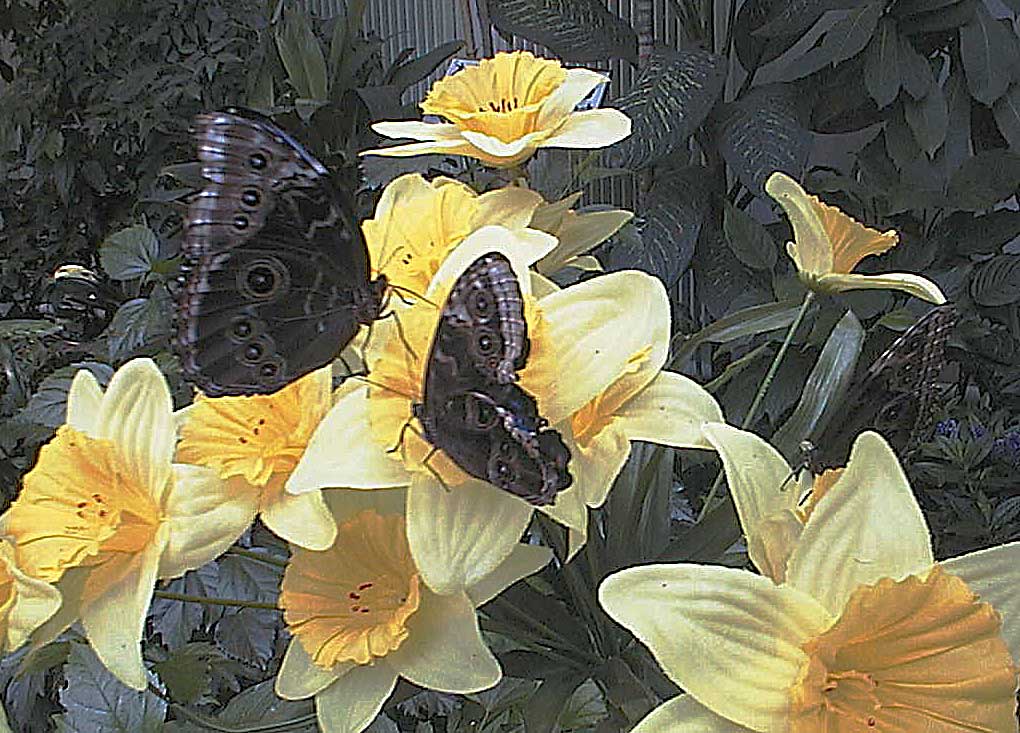 aut0608butterflies.jpg 130.8K