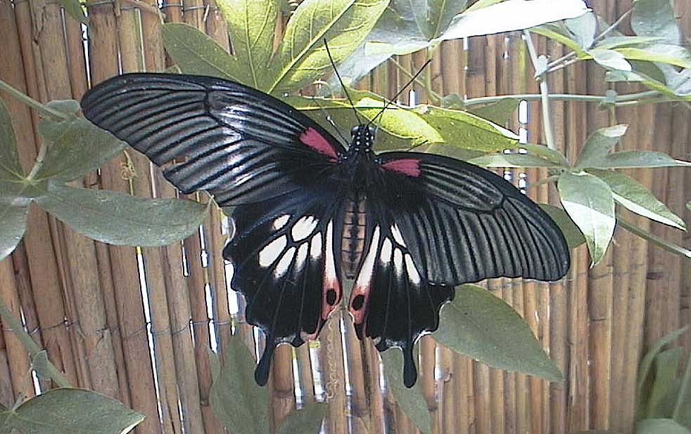 aut0611butterfly01.jpg 99.4K